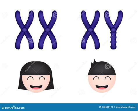 Chromosome Sexuel Femmes Et Hommes Illustration De Vecteur Illustration Du Homme M Dical