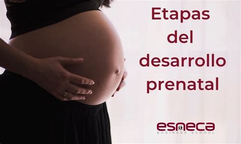 Las Etapas Del Desarrollo Prenatal Etapas Del Desarrollo Prenatal