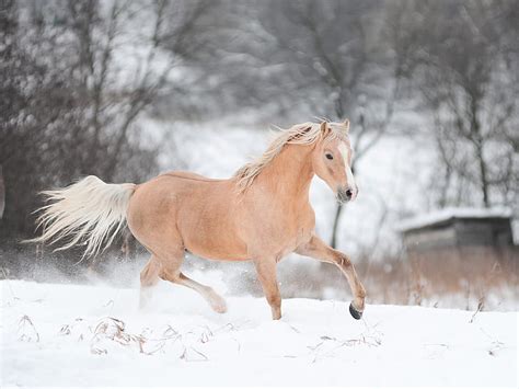 Hd Wallpaper 4k Running Horse Snow Winter White Horse Wallpaper