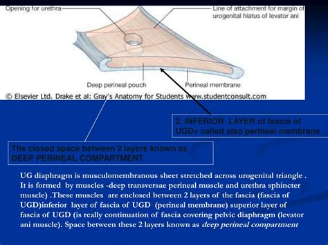 Ppt Pelvic Anatomy Powerpoint Presentation Free Download Id9520909