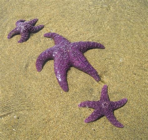 Purple Starfish Animals Pinterest