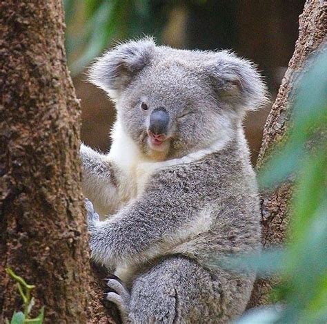 Koala On Instagram “😉 Credit Unknow Dm For Credit Oe Remove