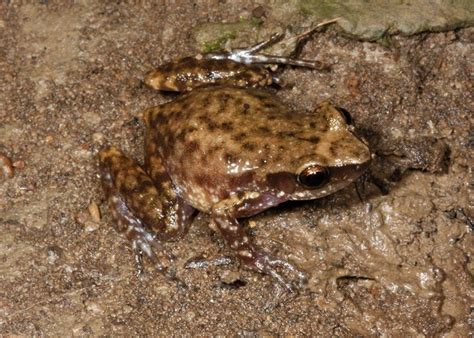 Eleutherodactylus cystignathoides campi (rio grande chirping frog). Rio Grande Chirping Frog Facts and Pictures