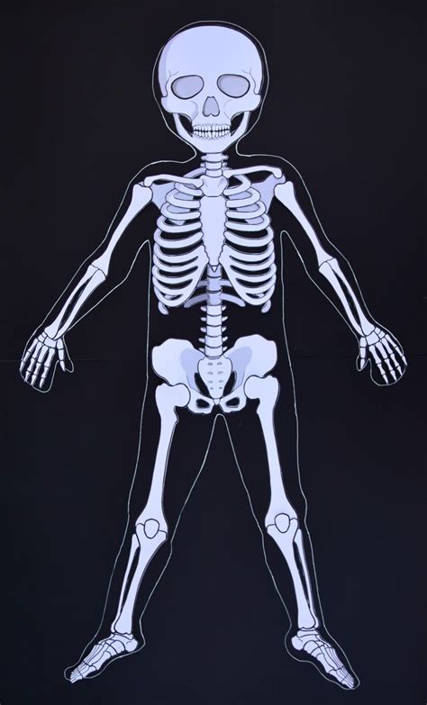 Life Size Skeleton Skeleton Model Straw Activities Preschool