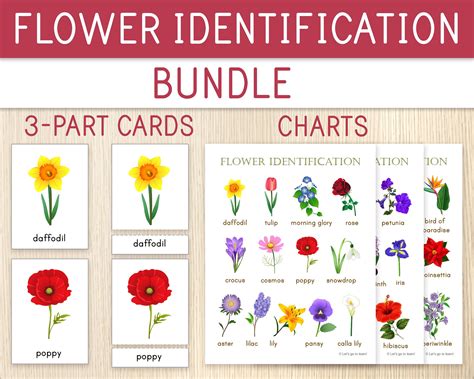 Flower 3 Part Cards And Flower Identification Charts 40 Flowersflower