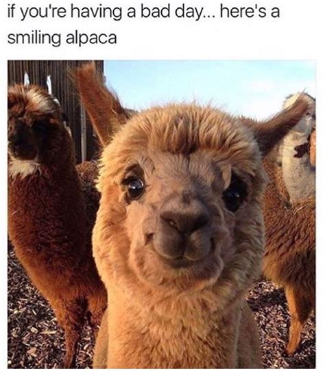 Smiling Alpaca Cute Little Animals Funny Animal Pictures Cute Animals