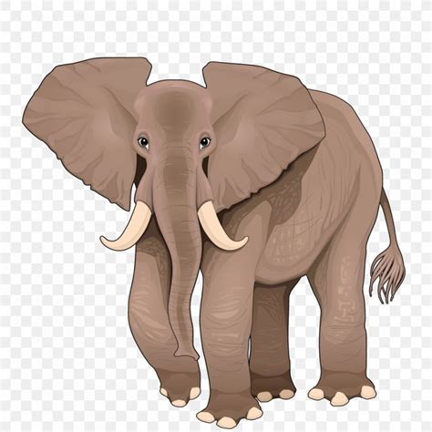 African Elephant Cartoon Illustration Png 1000x1000px African
