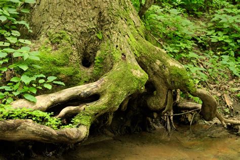 Tree Root Wallpapers Maxipx