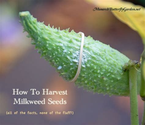 How To Harvest Milkweed Seeds All Of The Facts No Fluff Milkweed