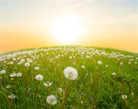 Green Hill With White Dandelions At The Sunset Stock Image Image Of