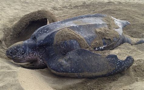 They weigh between 250 and 750 kg (550 and 1650 lb). Gone are the turtles that once made Rantau Abang famous ...