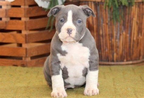 Xl merle tri bully pitbull puppies for sale. Blue Nose Pitbull Puppies For Sale Near Me Craigslist Ct ...