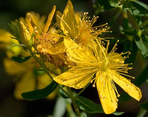 L'iperico, nome botanico hypericum perforatum , anche noto con il nome di pianta di san giovanni, è una le proprietà dell'iperico. Iperico | Inherba | Il mondo delle piante aromatiche, oli ...