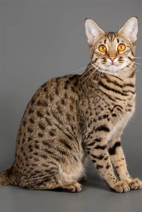 It's normal for servals to weigh 40 lbs, and the crossbred savannah weighs about 25 lbs. Maine Coon Biggest Domestic Cat Breed - Baby Kitten Milk ...