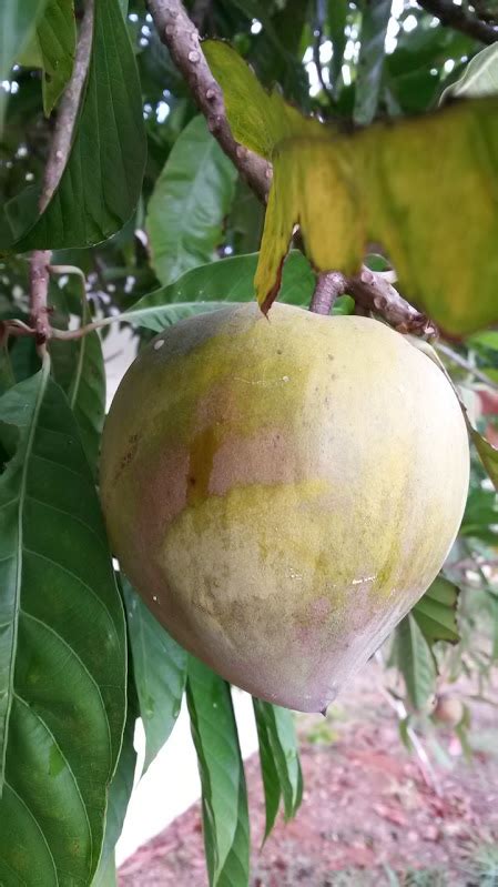 Using an identification key is a great way to hone your observation skills and learn the names of trees. botany - Fruit-bearing tree identification - Biology Stack ...