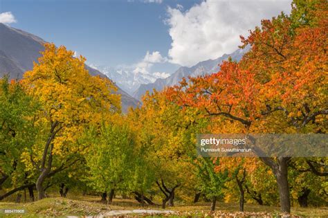 Beautiful Autumn In Altit Fort Garden Hunza Valley Pakistan High Res
