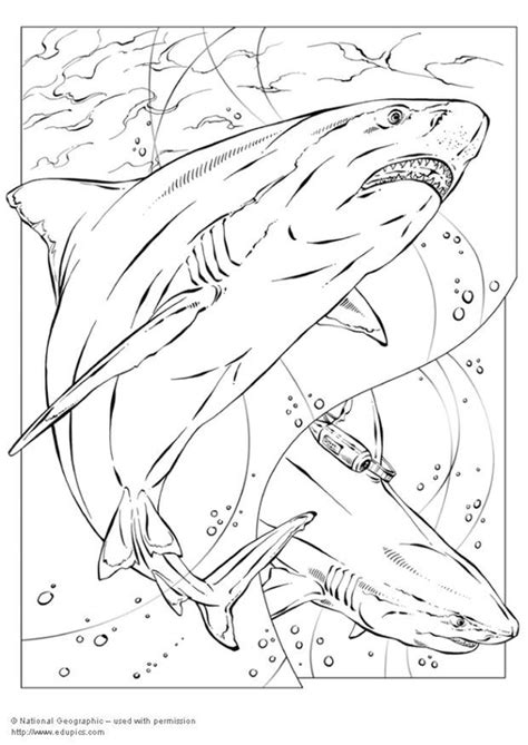 Dibujo para colorear Tiburón Dibujos Para Imprimir Gratis Img 5735