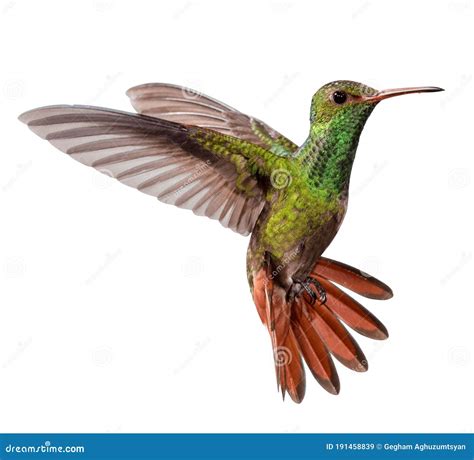 Flying Hummingbird Stock Image Image Of Fauna Garden 191458839