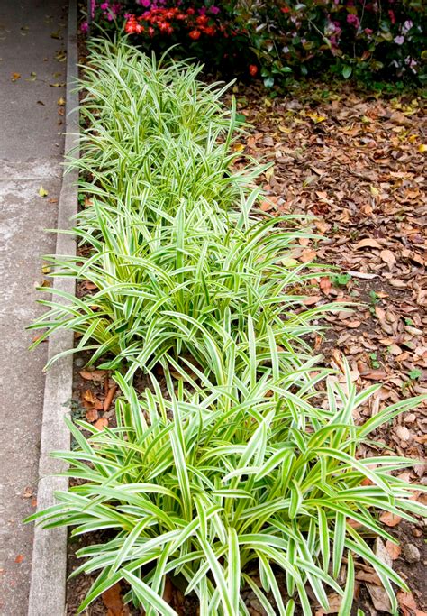 Variegated Lilyturf | Variegated liriope, Tropical landscaping, Lily turf