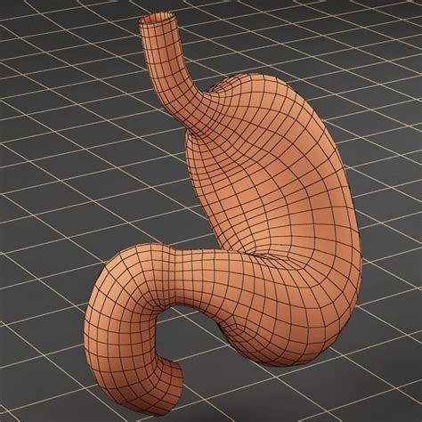 Anatomy Stomach 3d Model Cgtrader