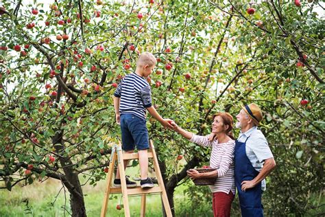 Apple Picking in YDH - York Durham Headwaters