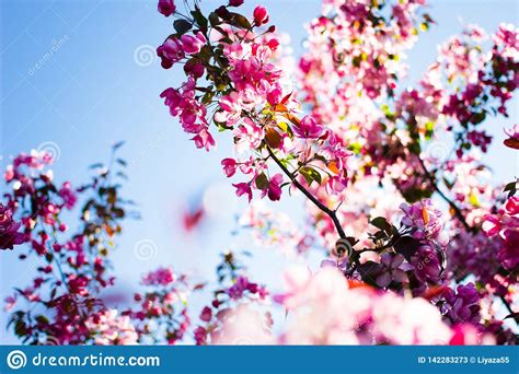 Apple Tree Look Like Sakura Beautiful Flowers Sky Stock Image