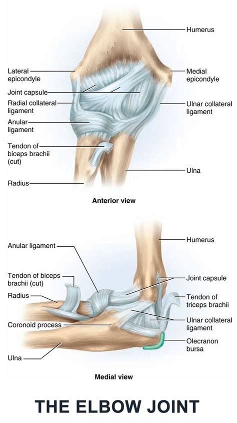 Elbow Bone Anatomy