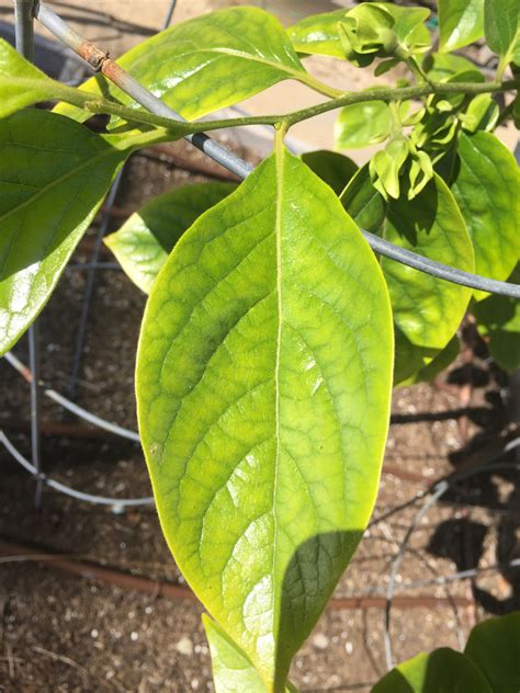 5.0 out of 5 stars 4. Fuyu Persimmon leaves yellowing (trees forum at permies)