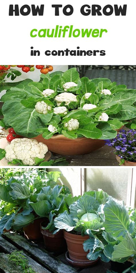 Growing Cauliflower In Containers Organic Vegetable Garden Growing