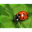 Ladybug Wallpaper  1600x1200 74818