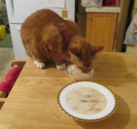 Cat Soup for Cat Week | Cat soup recipe, Homemade cat food, Food animals