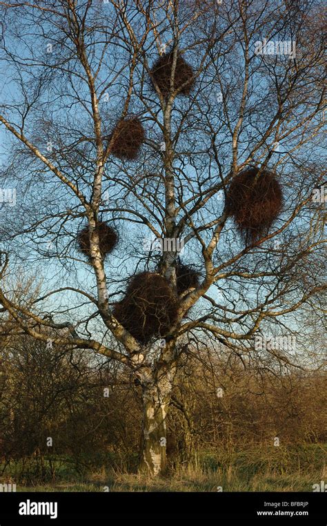 Crows Nests Built On A Silver Birch Tree England Uk Stock Photo Alamy