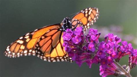 Working Together To Save The Monarch Butterfly Mnn
