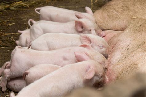 A Total Feed Approach To Support Piglets Pig Progress