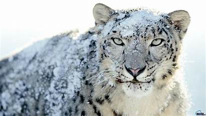 Leopard Snow Wallpapers