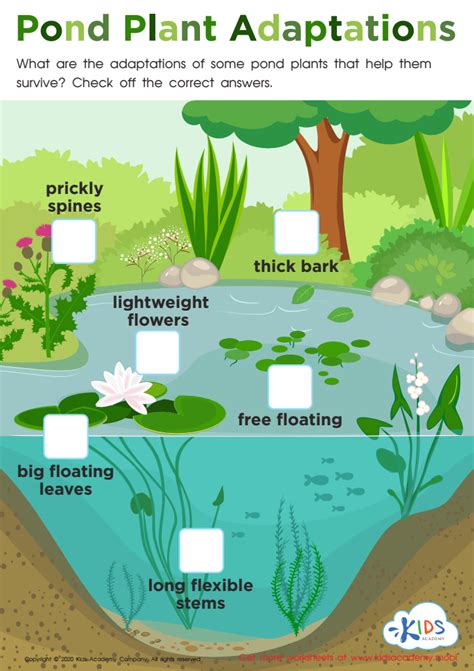Pond Plant Adaptations Worksheet