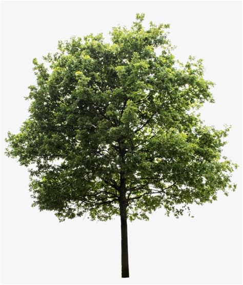 Tree Render Oak Tree Trees To Plant Tree Photoshop Transparent