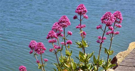 It is consumed as food by the larvae of some lepidoptera (butterfly and moth) species, includ. Centranthus Ruber: How To Grow and Care For Red Valerian