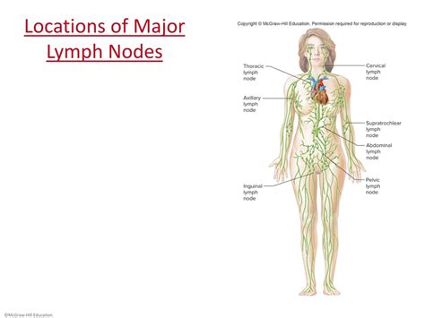Levels Of Lymph Nodes