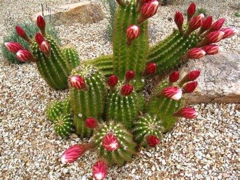 Echinopsis Candicans Argentine Giant World Of Succulents Cactus