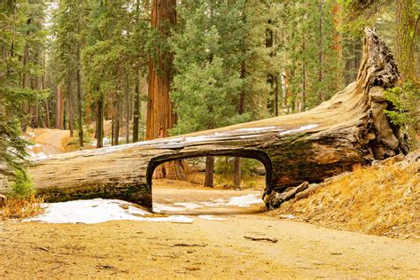 Visiting Sequoia And Kings Canyon National Park In The Winter Travel