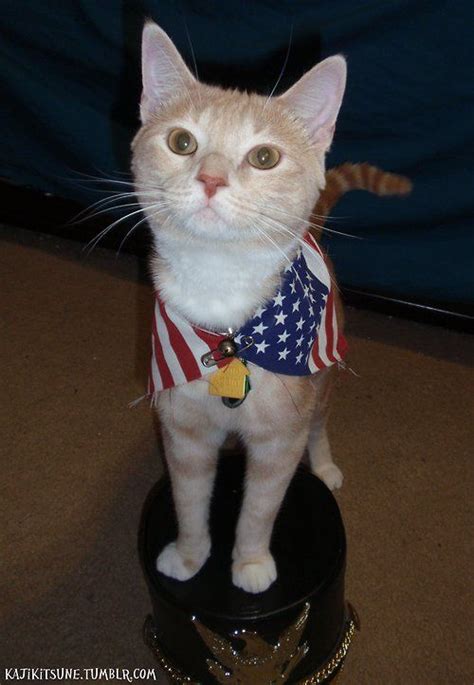 Independent Cat Cats Kittens Independence Day