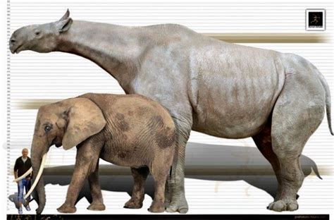 Size comparison between a man, a modern day African Elephant, and the
