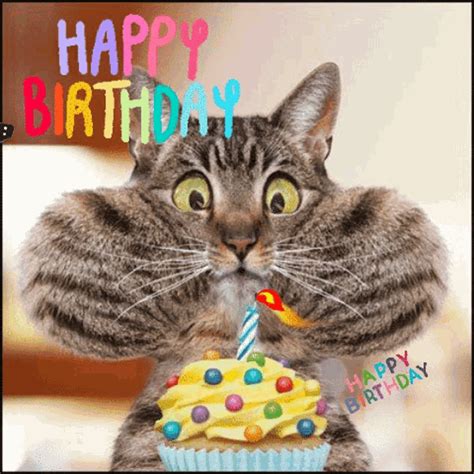 Happy Birthday Gif Happy Birthday Cat Gifs Entdecken Und Teilen
