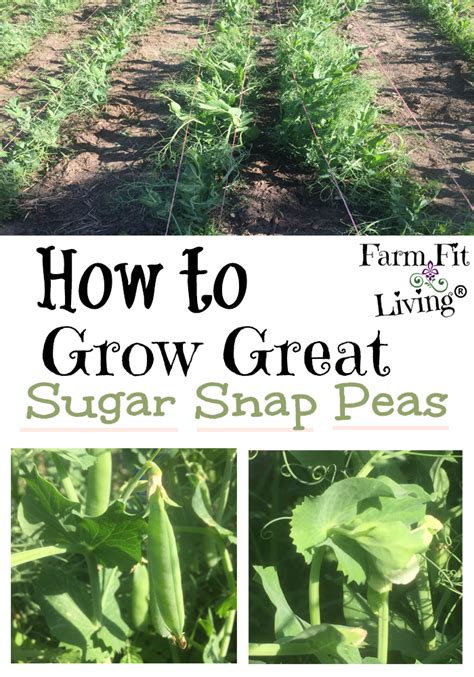 Since they also have fragile roots, planting directly outdoors once the temperature is as noted is advised. How to Grow Great Sugar Snap Peas | Farm Fit Living