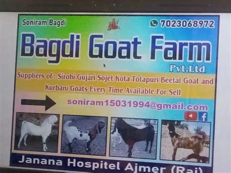 Bagdi Goat Farm Ajmer Wholesaler Of Sirohi Female 20 Se 25 Kg And