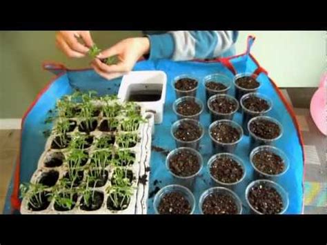 Seedlings need water when the surface of the soil begins to become dry, but the soil should never be allowed to dry out completely. Finally Transplanting Papaya Seedlings - YouTube