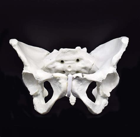 Buy Female Pelvis Skeletal Model Life Size Replica Of Human Anatomy