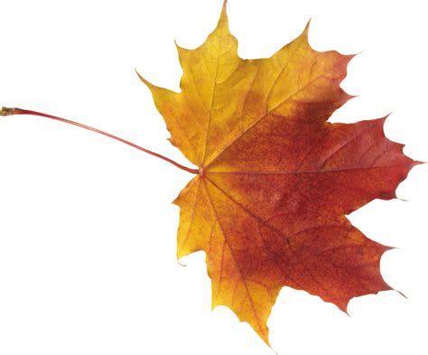 Autumn Leaf PNG Image | Fall leaves png, Autumn leaves, Leaves