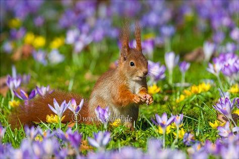 Frühling Foto And Bild Jahreszeiten Frühling Eichhörnchen Bilder